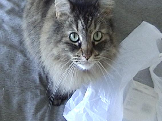 RSMB 3.0 Tutorial for Shake