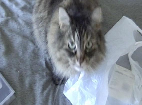 Twixtor 5 for Fusion