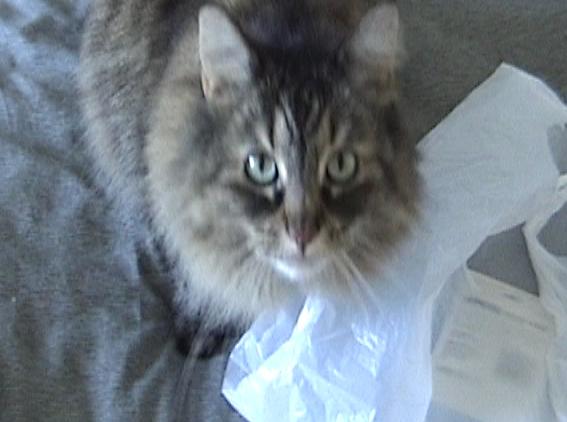 RE:Flex v4 and v5 Sample Projects